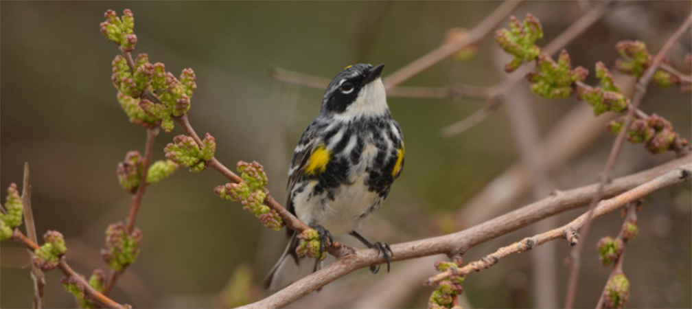 yellow-rumped warbler, a yellow, grey, black and white songbird sitting in budding tree boughs