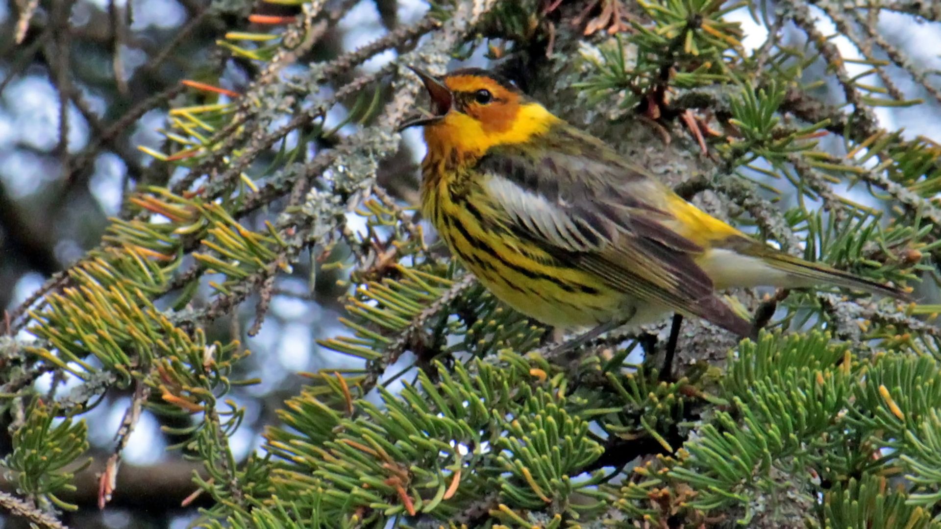 Cape May warbler, Thickson's Woods Nature Reserve, Whitby