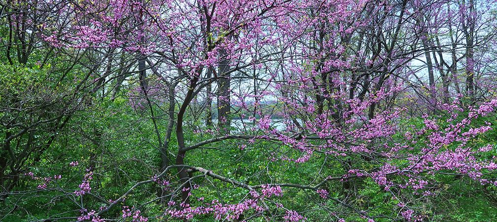 Redbud trees and Cootes Paradise, Royal Botanical Gardens, Burlington, Hamilton, Lake Ontario, Hamilton Harbour, forest, shoreline, wetlands, biodiversity, connection to nature, nature trails