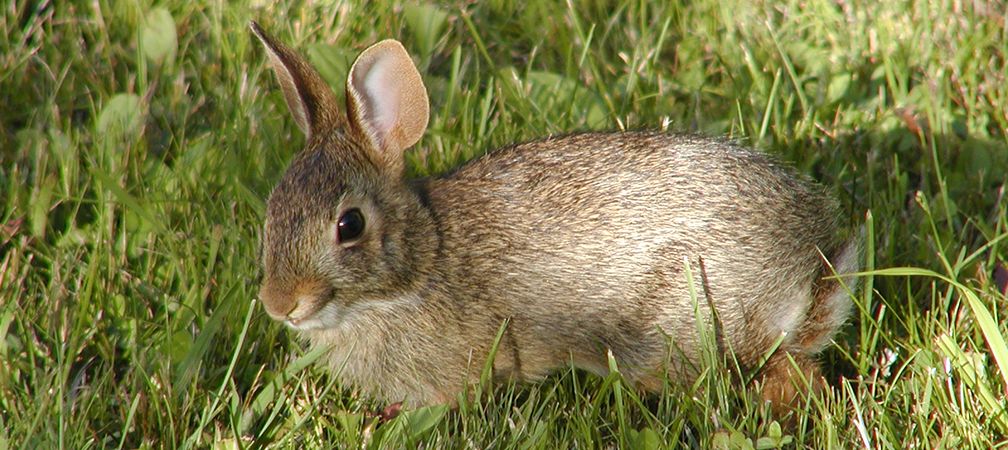 cottontail rabbit, lagomorph, rodent, prey species, herbivore