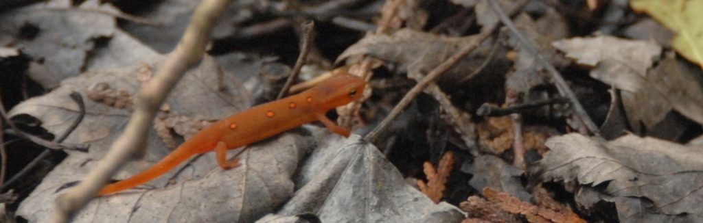 Sauble Dunes Nature Reserve BioBlitz