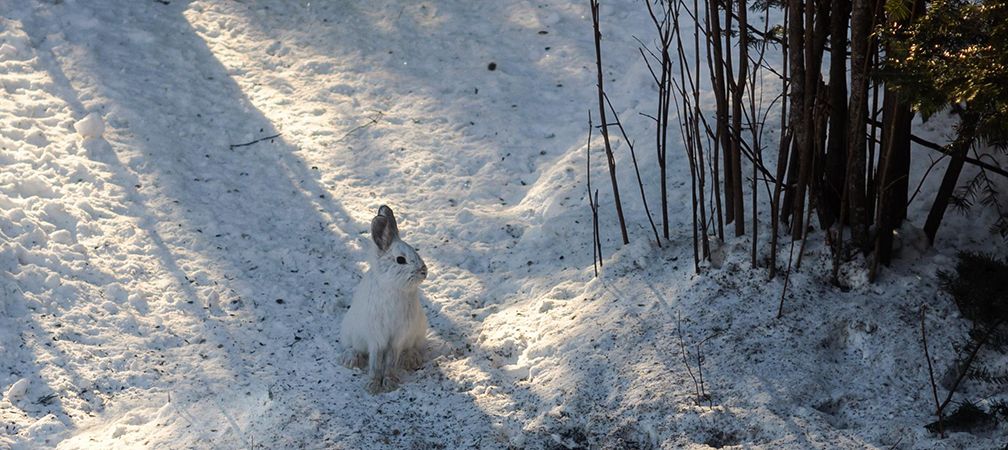 snowshoe hare, lagomorph, winter pelt, camouflage, adaptation, northern species