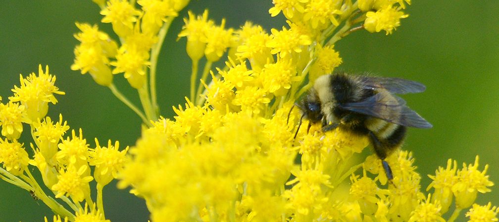 Yellow-banded bumble bee, Saugeen Alvar Nature Reserve, Saugeen-Bruce Peninsula, alvars, globally endangered habitat, species at risk, species of special concern, pollinator, goldenrod