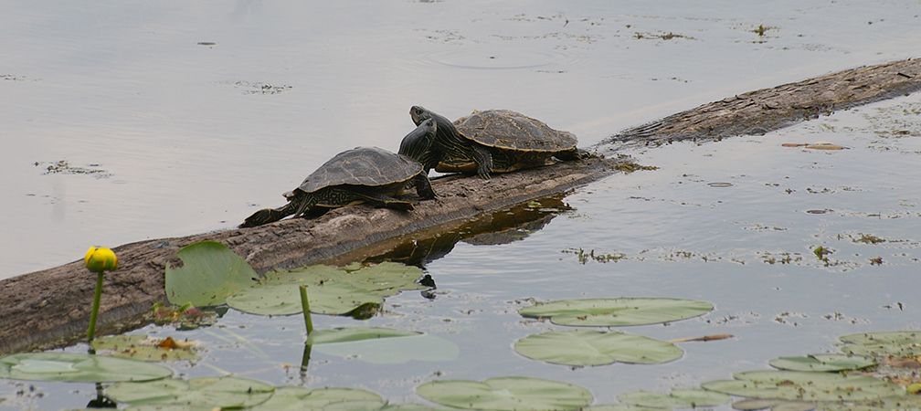 Two northern map turtles bask on a log along the shoreline of Opinicon Lake, Opinicon Lake, Frontenac Arch, natural corridor, wildlife corridor, biodiversity, eastern Ontario, forest, freshwater, natural splendour, shoreline, wetlands, healthy biodiversity, waterlilies