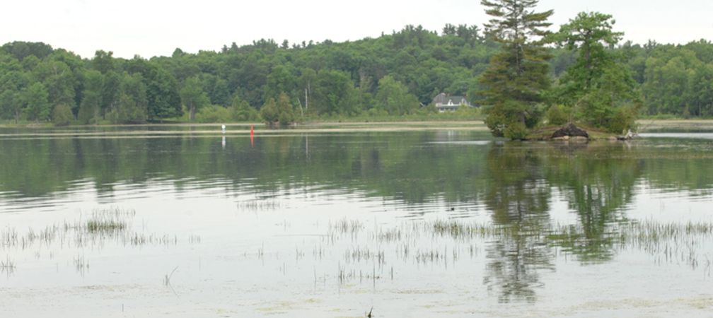 A small island with an oak and a white pine is reflected on calm waters of a beautiful lake with wetlands in the foreground and forest in the background, Opinicon Lake, Frontenac Arch, natural corridor, wildlife corridor, biodiversity, eastern Ontario, forest, freshwater, natural splendour, shoreline, wetlands, white pines, healthy biodiversity, oaks