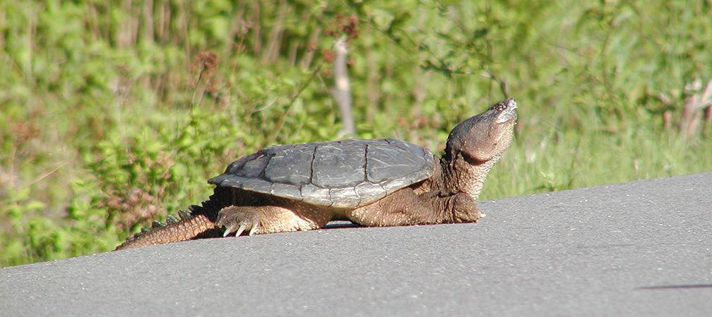 Snapping turtle on a road at risk of a wildlife-vehicle collision, Snapping turtle, species at risk, species of special concern, biodiversity, turtles, freshwater turtles