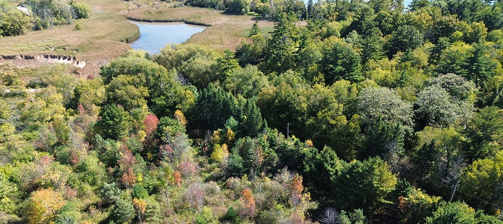 aerial view of old growth pines, meadow and wetlands along the Lake Ontario shoreline, Thickson's Woods, Thickson's Woods Nature Reserve, Whitby, protected places, protected areas, Lake Ontario watershed, wetlands, marshes, old growth, white pines, meadow, biodiversity, habitat, migration, songbirds, wildflowers, mature trees, near urban nature, Lake Ontario shorelines, Lake Ontario wetlands, natural corridor, nature reserve, Thickson's Woods Land Trust