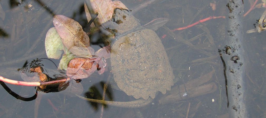 A young, small snapping turtle in the water near shore