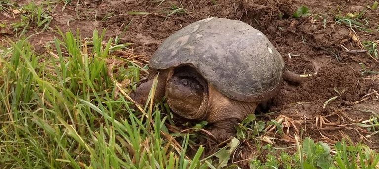 » Celebrate World Turtle Day 2026: Protecting Ontario’s Snapping Turtles