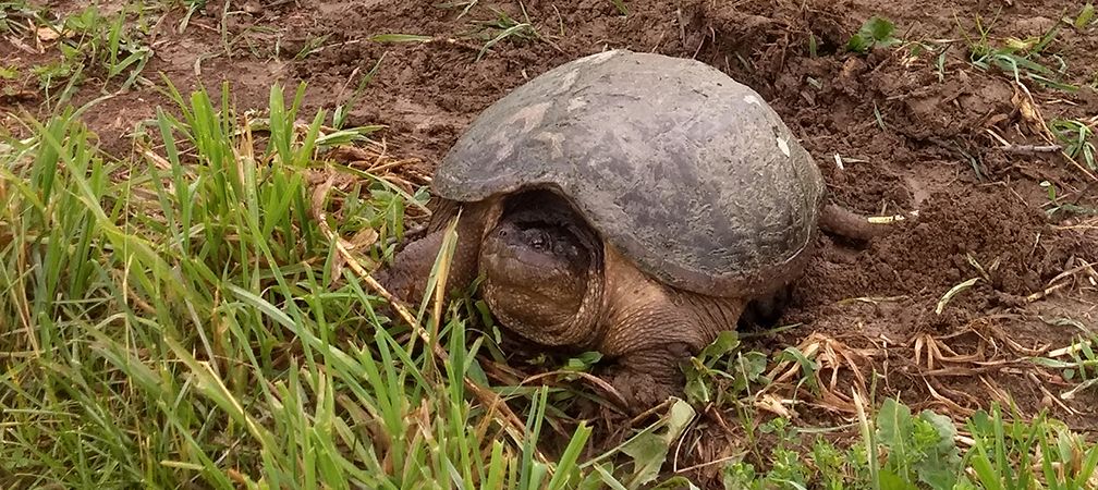 A large snapping turtle on land, snapping turtle prepares to dig a nest to lay eggs