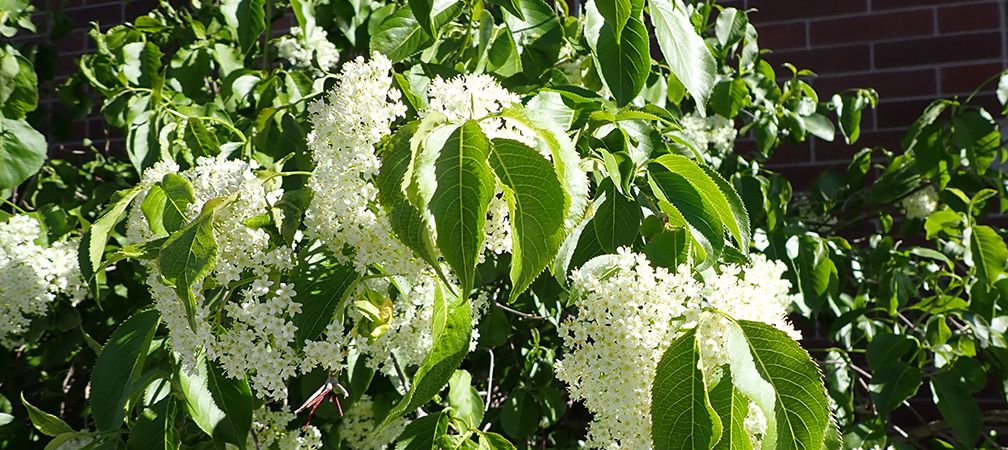 White clusters of flowers and foliage of nannyberry shrub, nannyberry is a plant native to Ontario