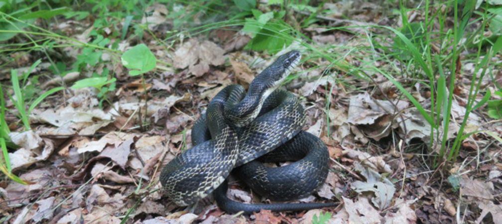 A black, gray and white snake, Gray ratsnake, species at risk, threatened species at risk, Ontario snakes, Ontario reptiles, biodiversity, native species, please protect our snakes